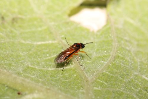 Réf. 294 223 : Athalia rosae